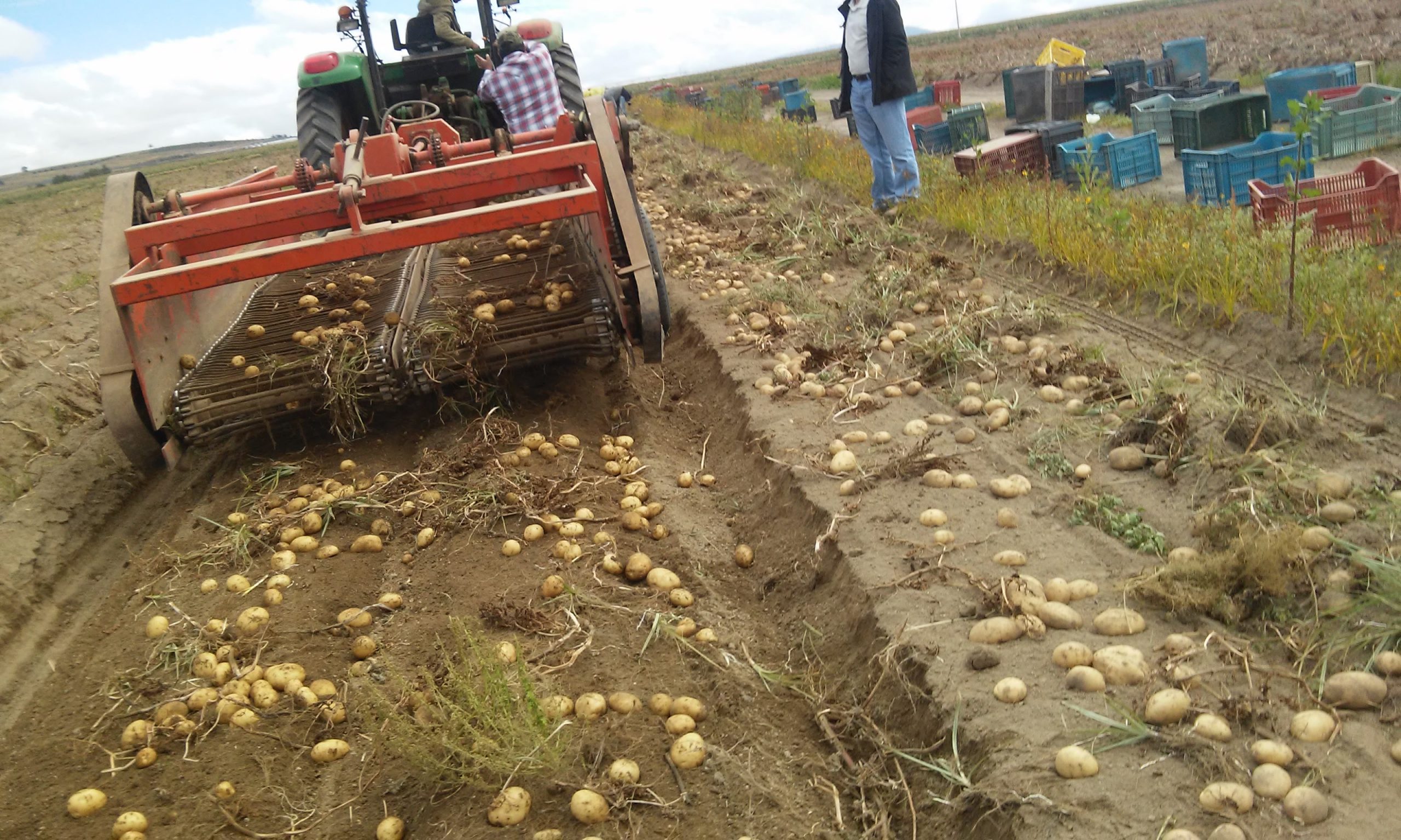 Cultivo de papa