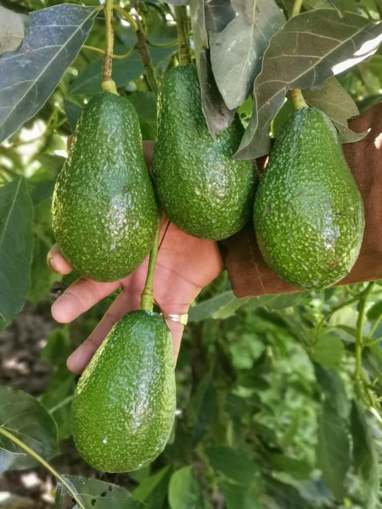 Fruta de aguacate