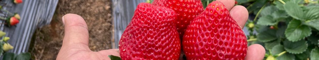 Agronomía y Nutrición Vegetal Mx